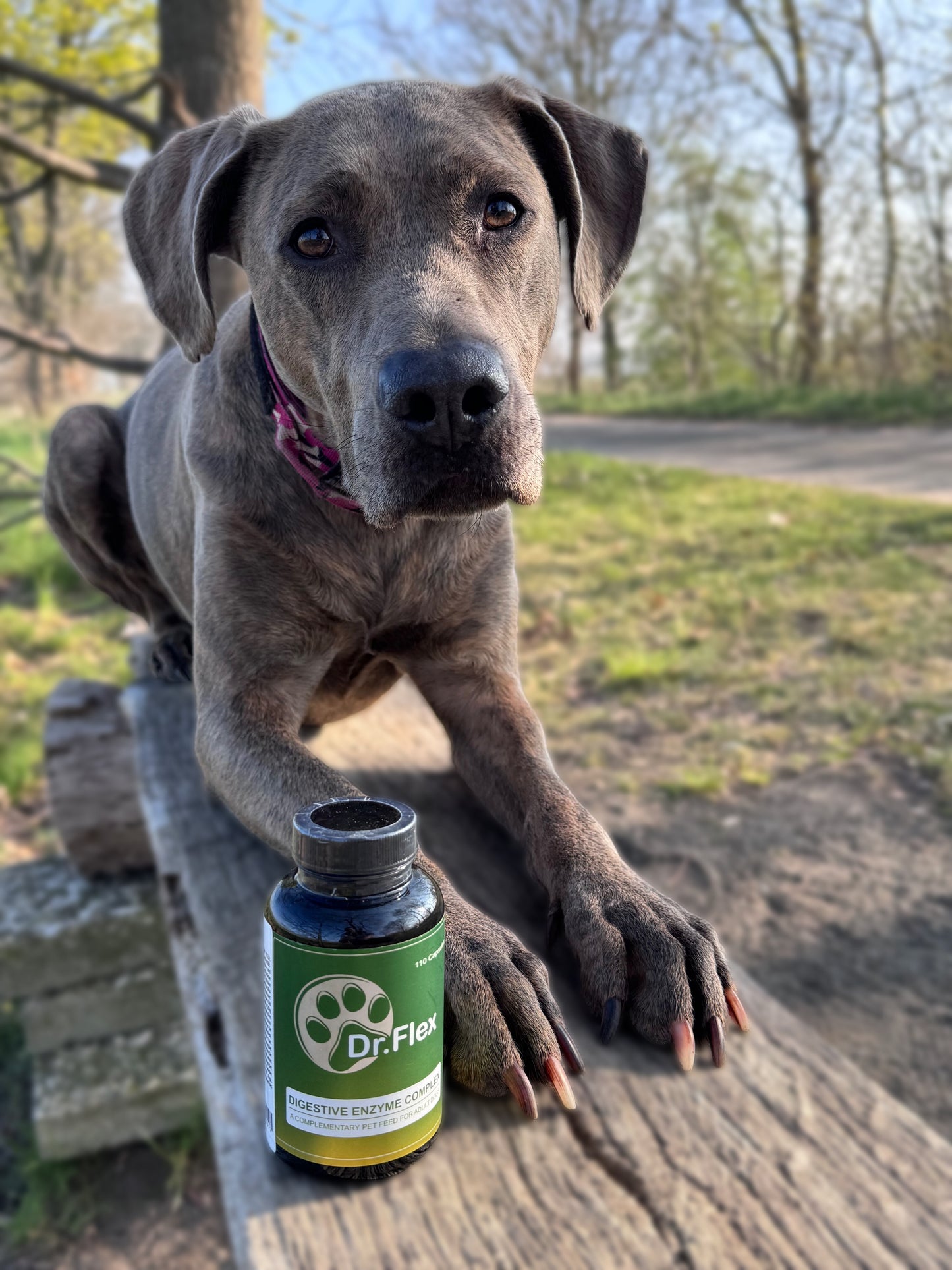 Dr. Flex - Probiotics & Digestive Care for Dogs